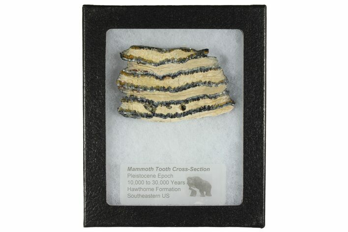 Mammoth Molar Slice with Case - South Carolina #165132